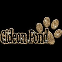 GLT17 GOLD GLITTER Thumbnail