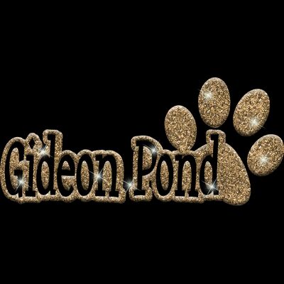 GLT17 GOLD GLITTER Thumbnail